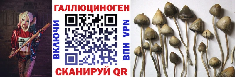 Галлюциногенные грибы Psilocybine cubensis  Купить где  Майский 